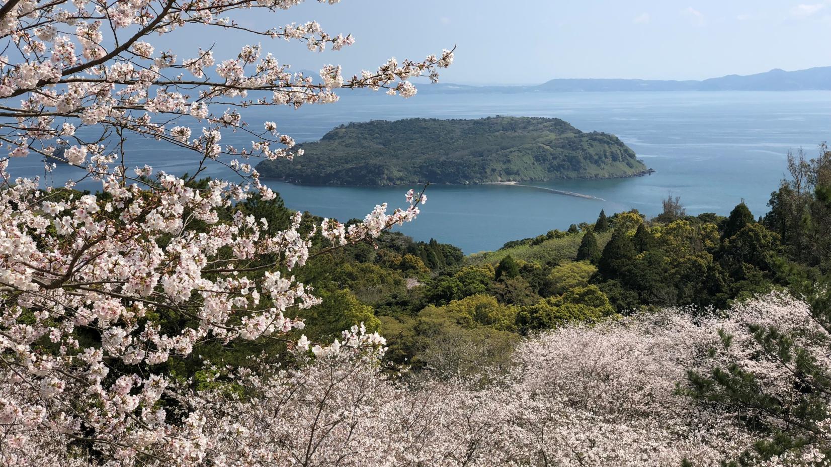 2024　鹿児島のお花見・桜名所案内【南薩摩】南九州市・指宿市・南さつま市・枕崎市-0