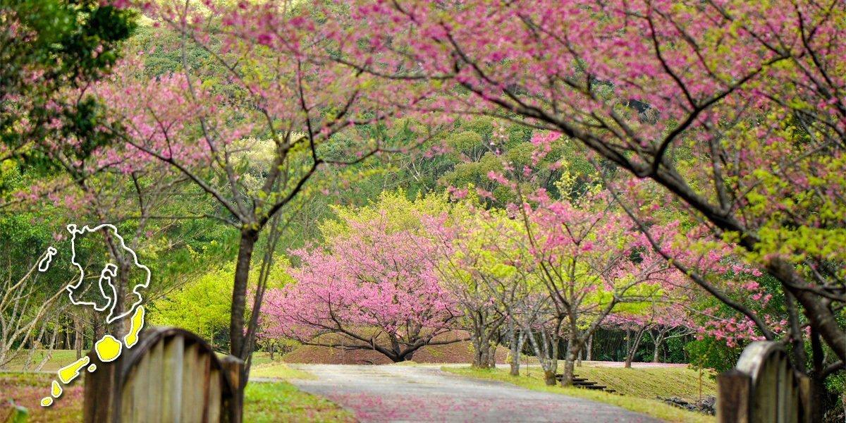 鹿児島のお花見・桜名所案内【離島】奄美市・大島郡大和村-0