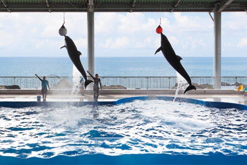 イルカと泳ごう！わくわく満載♪大隅半島1泊2日コース-1