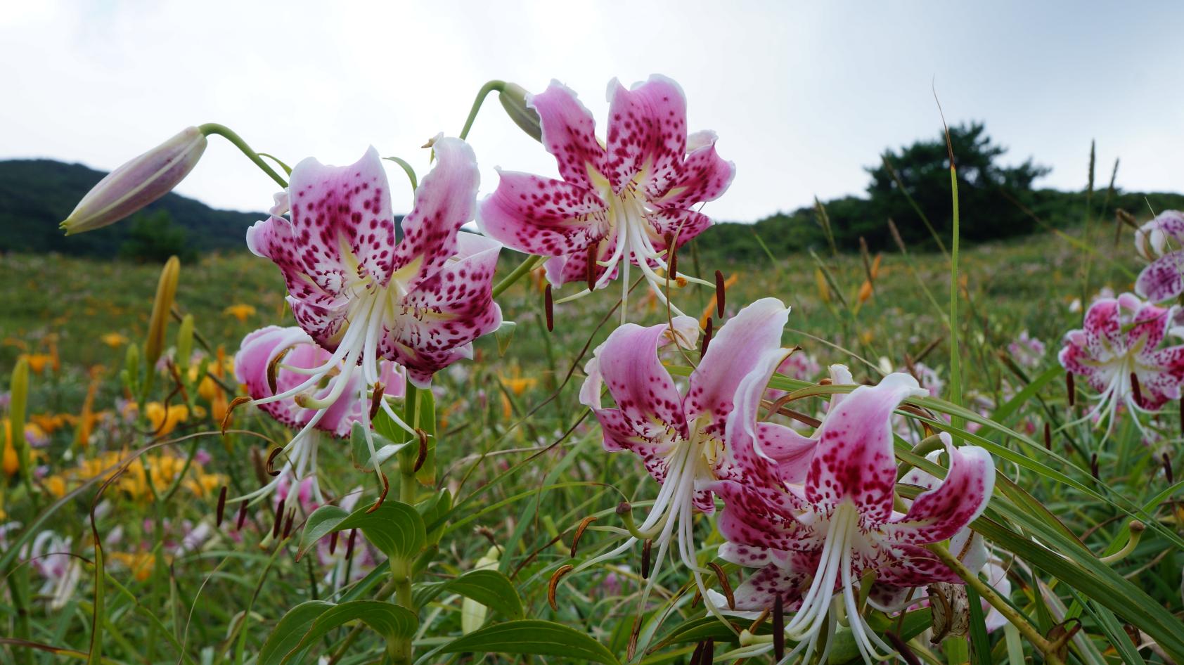 Koshikishima Islands-1