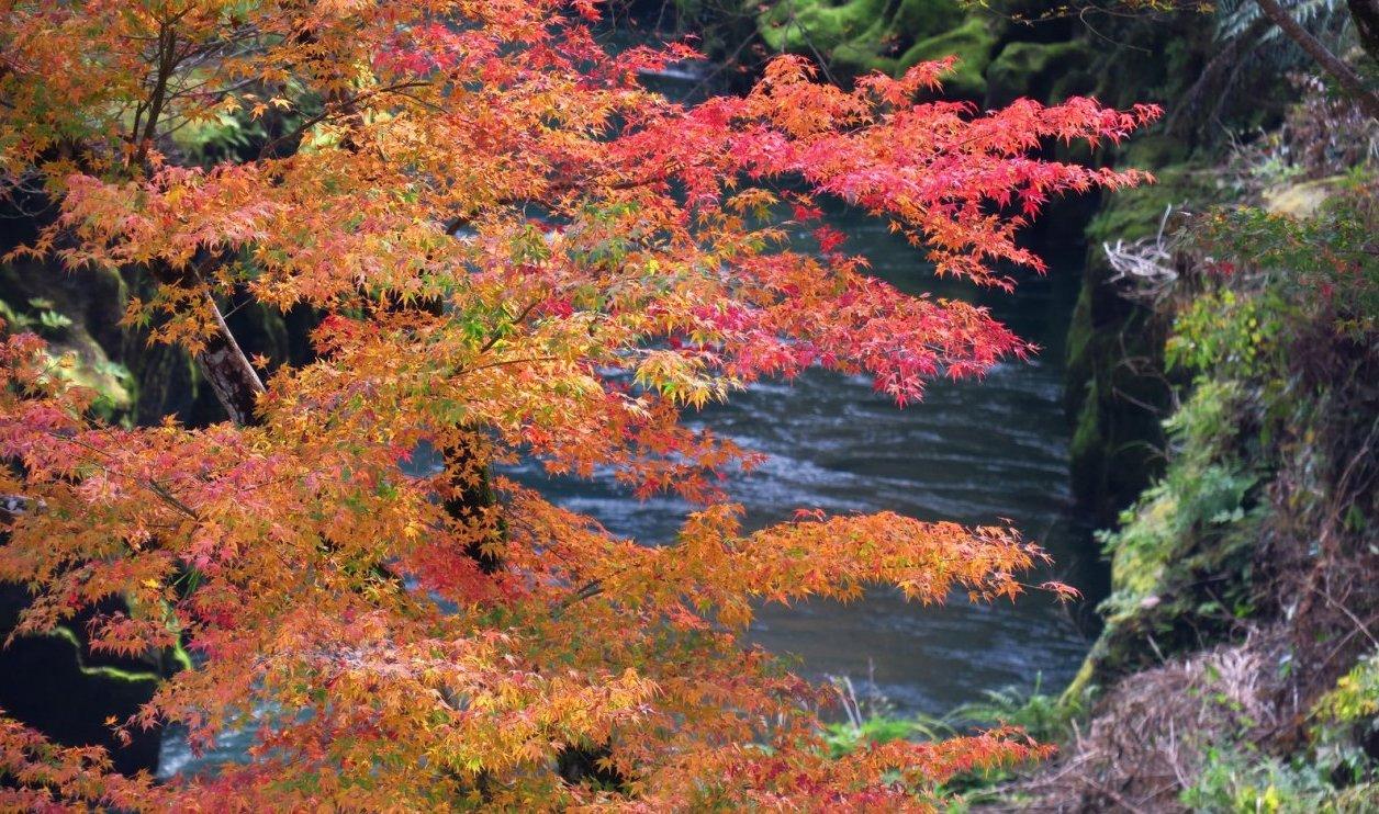 가고시마의 『가을』 을 만끽 해 보자-0