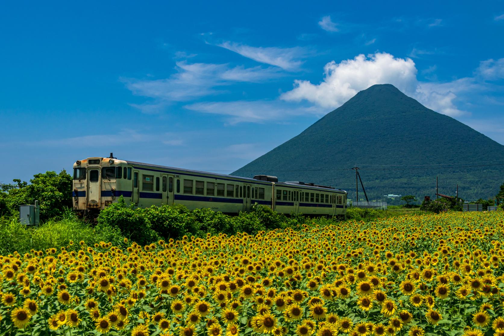 Phong cảnh bốn mùa tươi đẹp ở Kagoshima-1