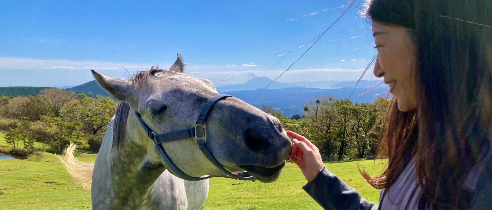 Re-Wild Kagoshima: The ultimate healing experience of interacting with the “Happy Horses”-1