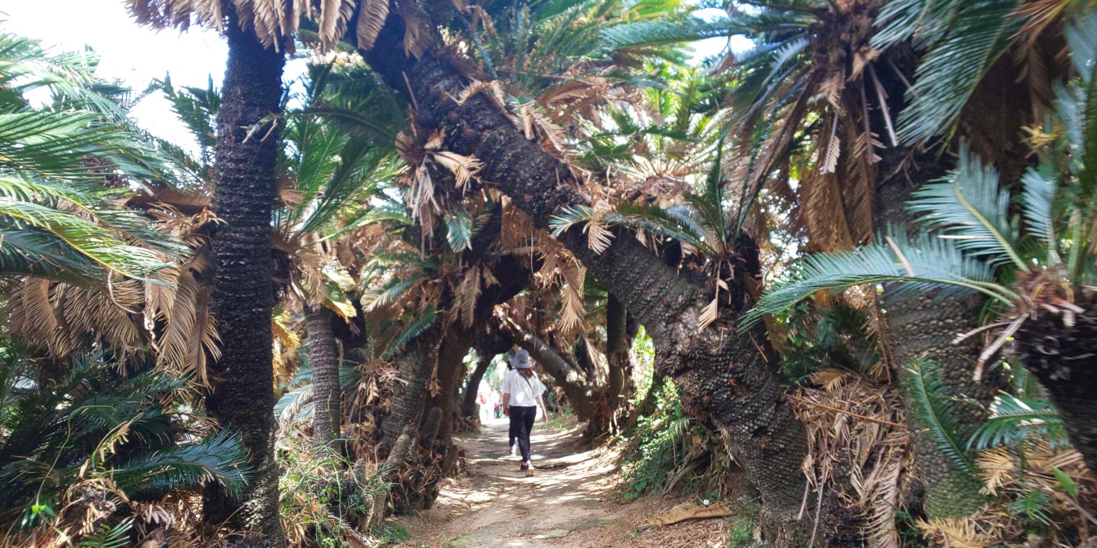 TRIP　今日はどこ行く？鹿児島を旅しよう（奄美エリアのよかとこ）-0