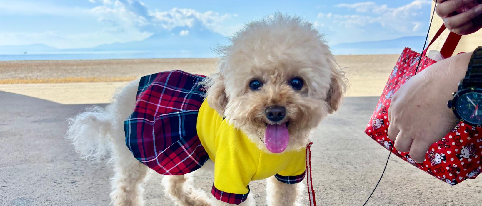 ペット・愛犬と楽しむ鹿児島旅行！-1