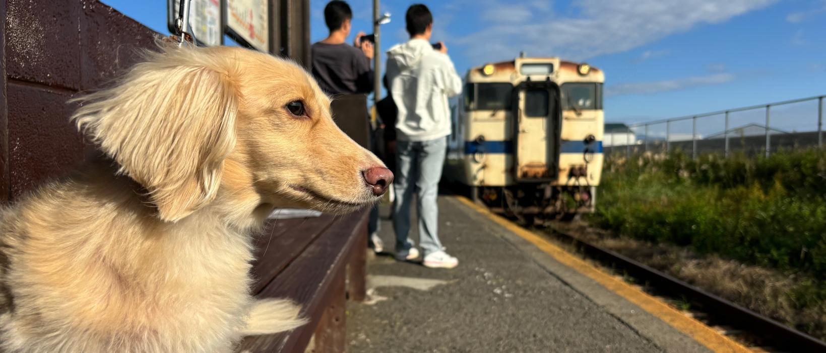 ペット・愛犬と楽しむ鹿児島旅行！-5