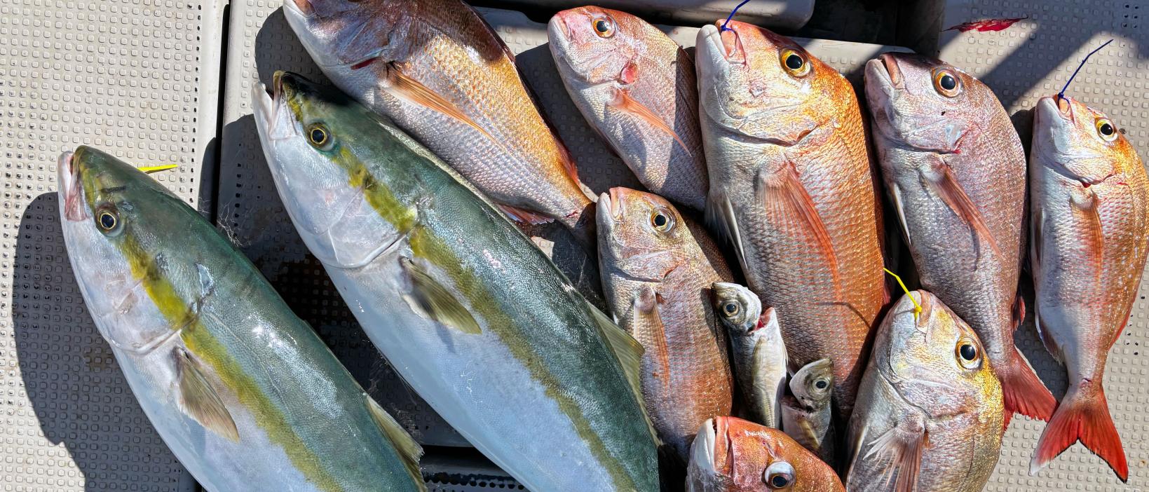 Trải nghiệm câu cá tuyệt vời ở Kagoshima!-2
