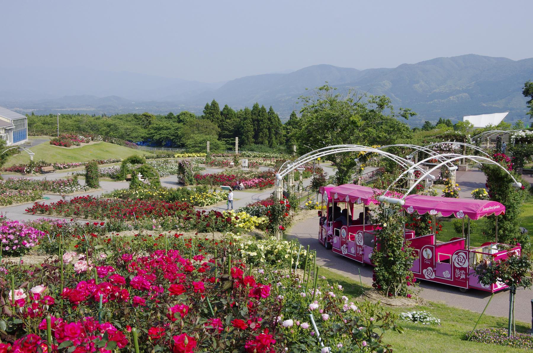 [指宿発]日本最大級のばら園を訪ねる-1