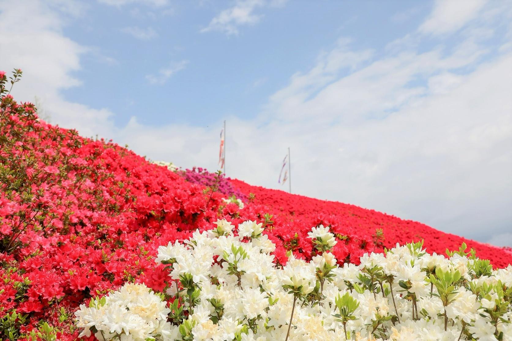 鹿児島のつつじの花スポットと見頃情報-1