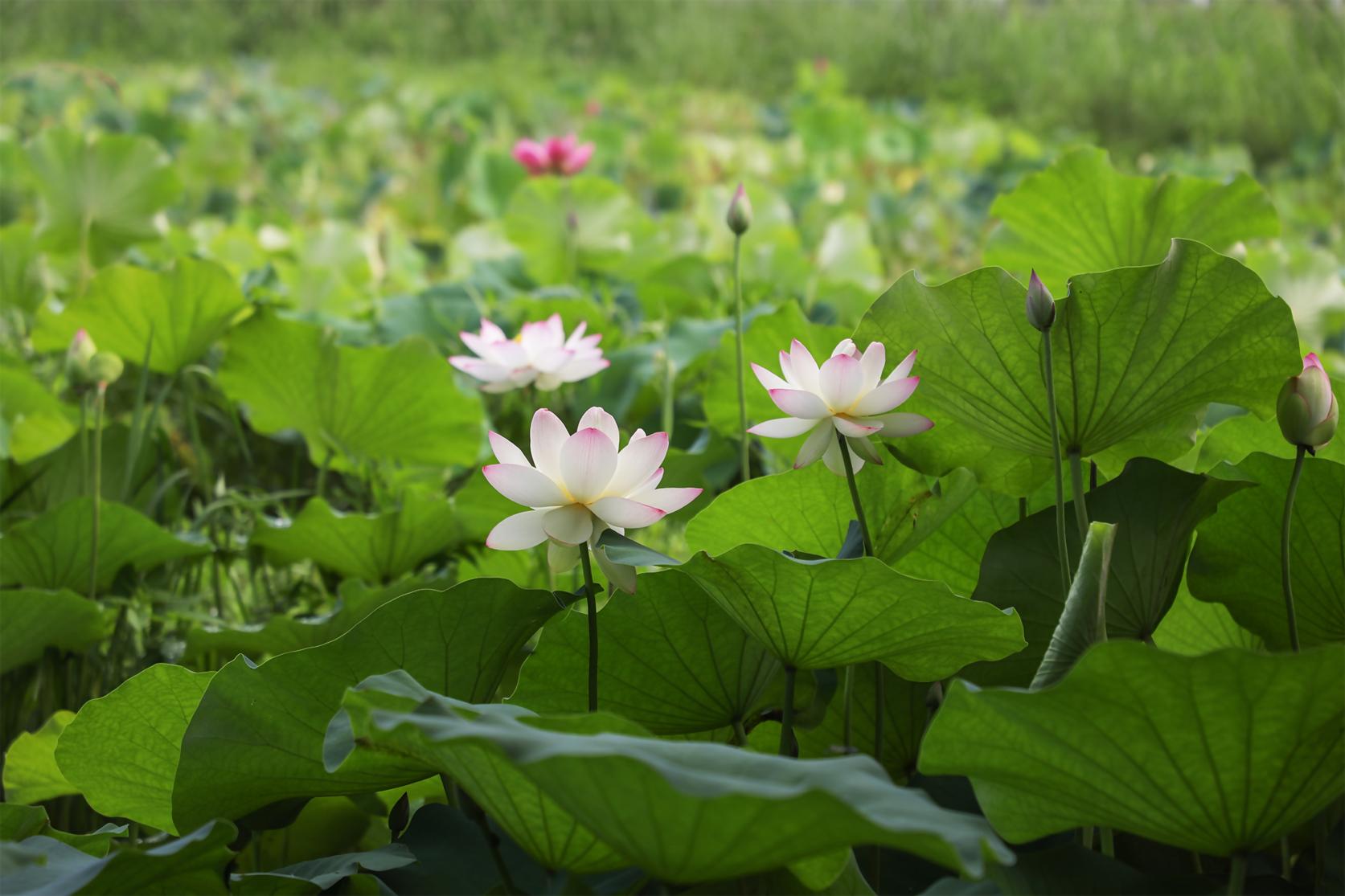 鹿児島県の夏の花　おすすめスポット【スイレン・ハス】-1