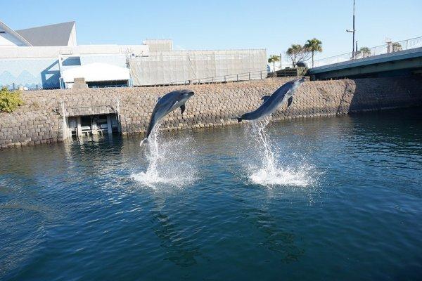 青空イルカウォッチング（約10分）-0