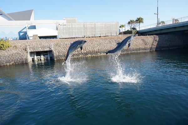 青空イルカウォッチング（約10分）-0