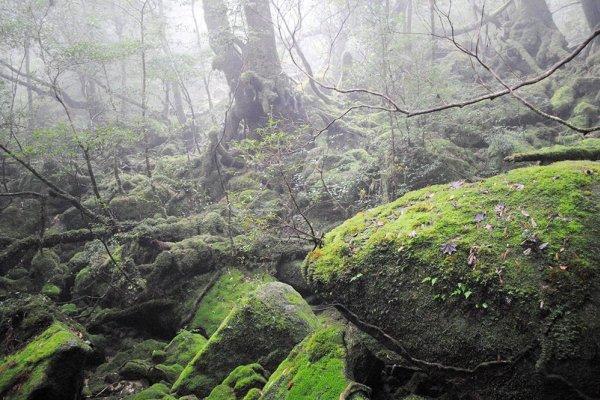 雨に濡れた森の幻想的な美しさ-0