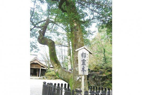 「天の岩戸」神話に出てくる招霊の木-0