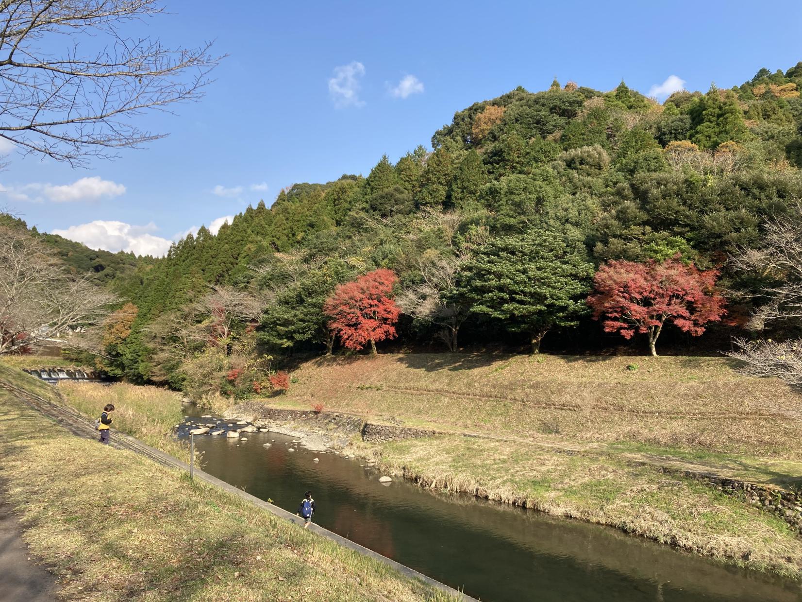 秋の川辺の様子-3