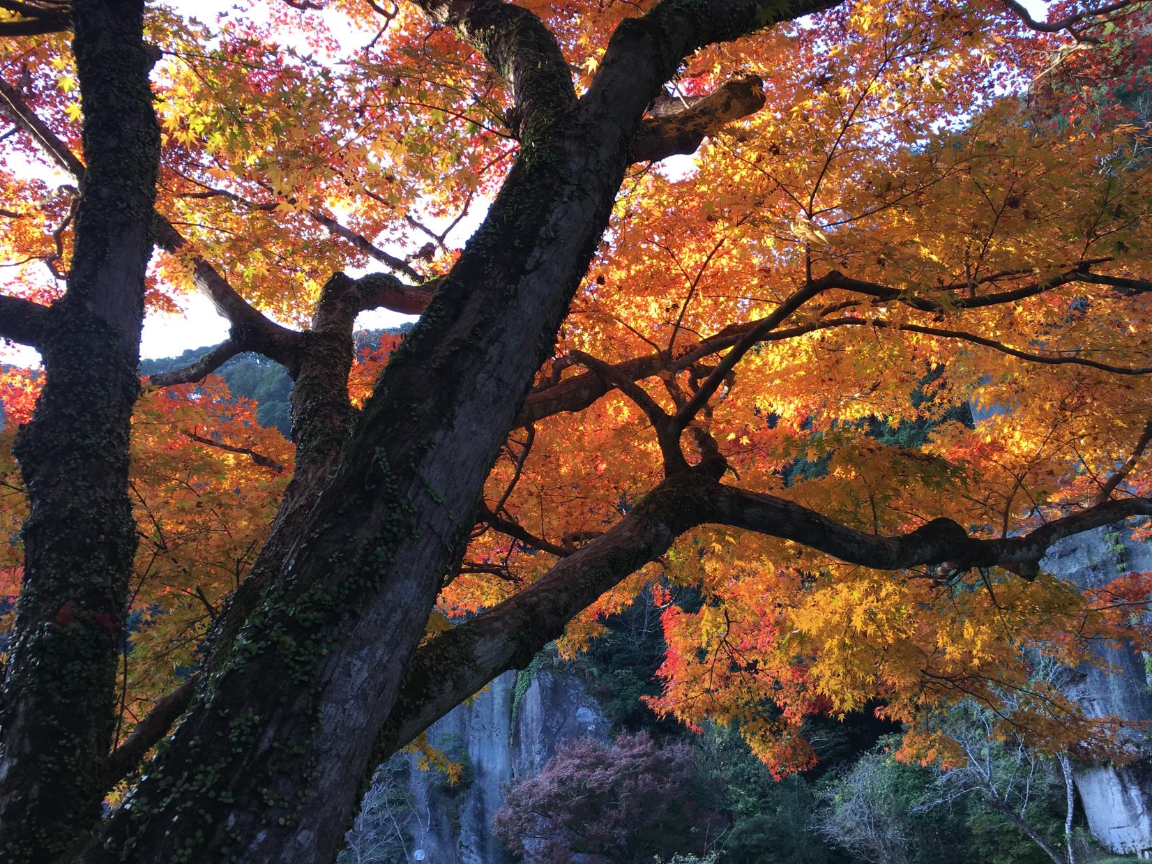 紅葉と銀杏-4