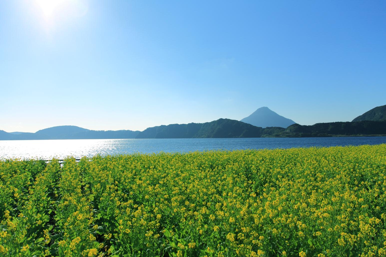 初春の菜の花-1