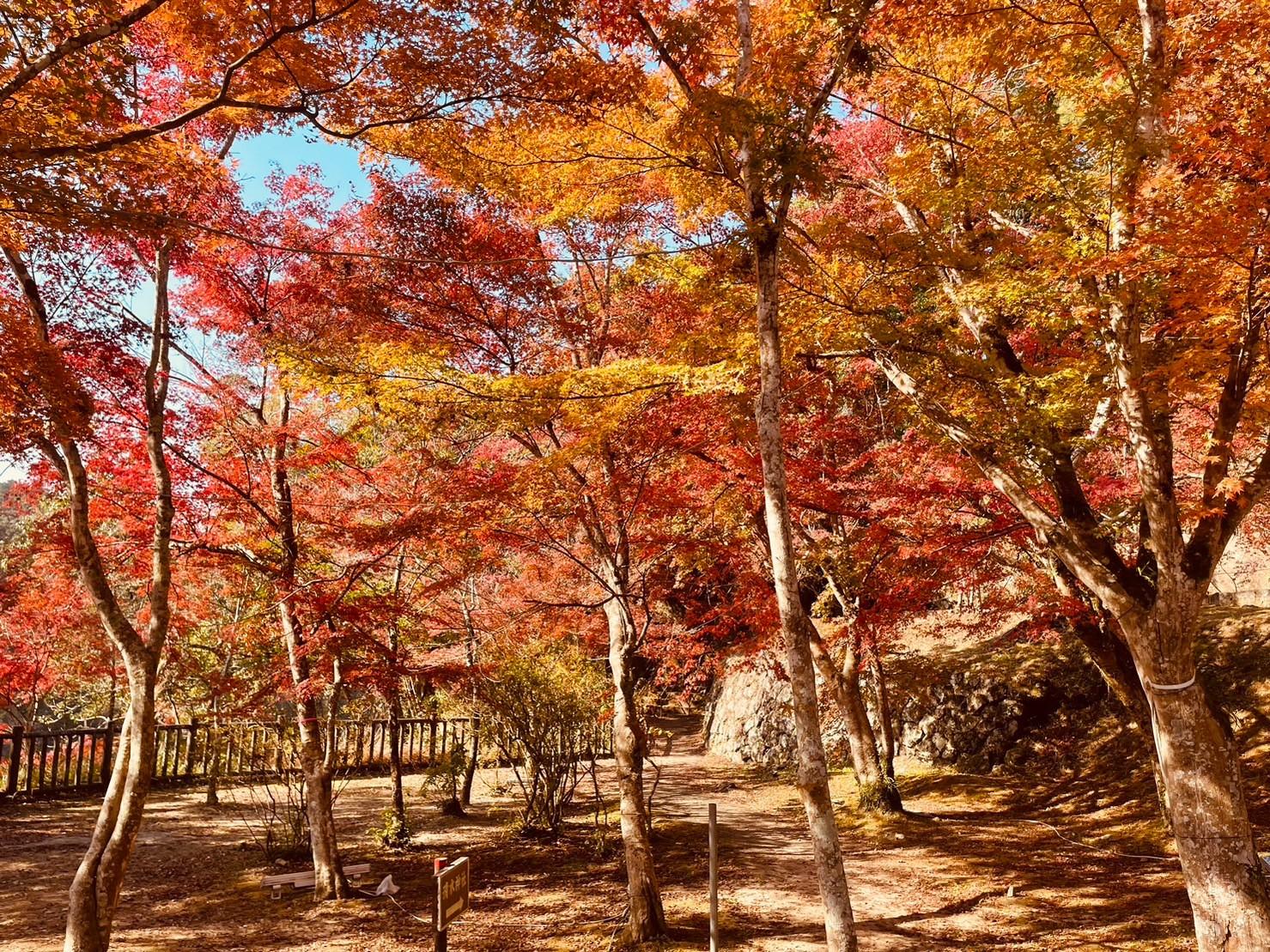 秋の紅葉風景-0