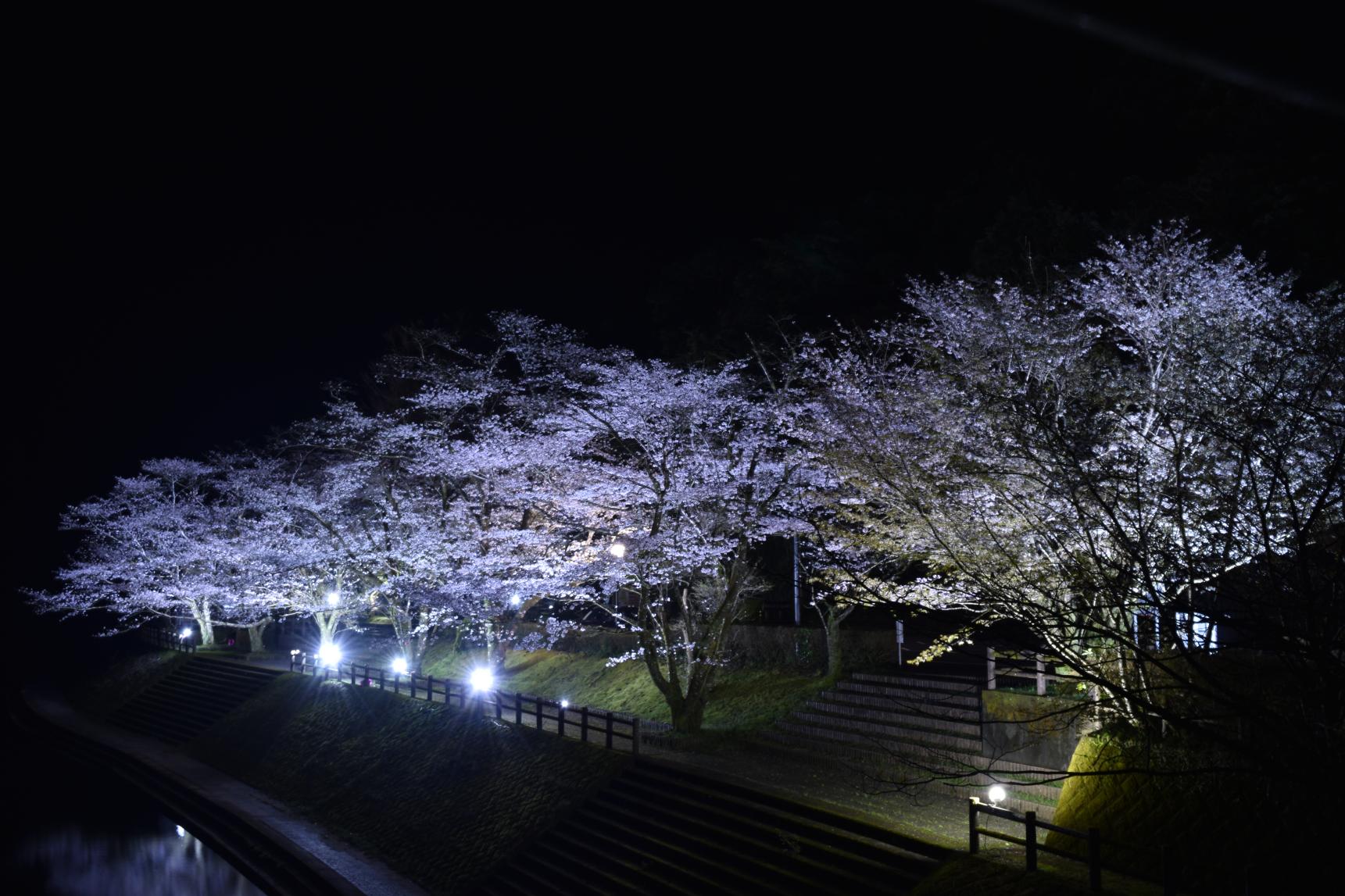 春の桜-2