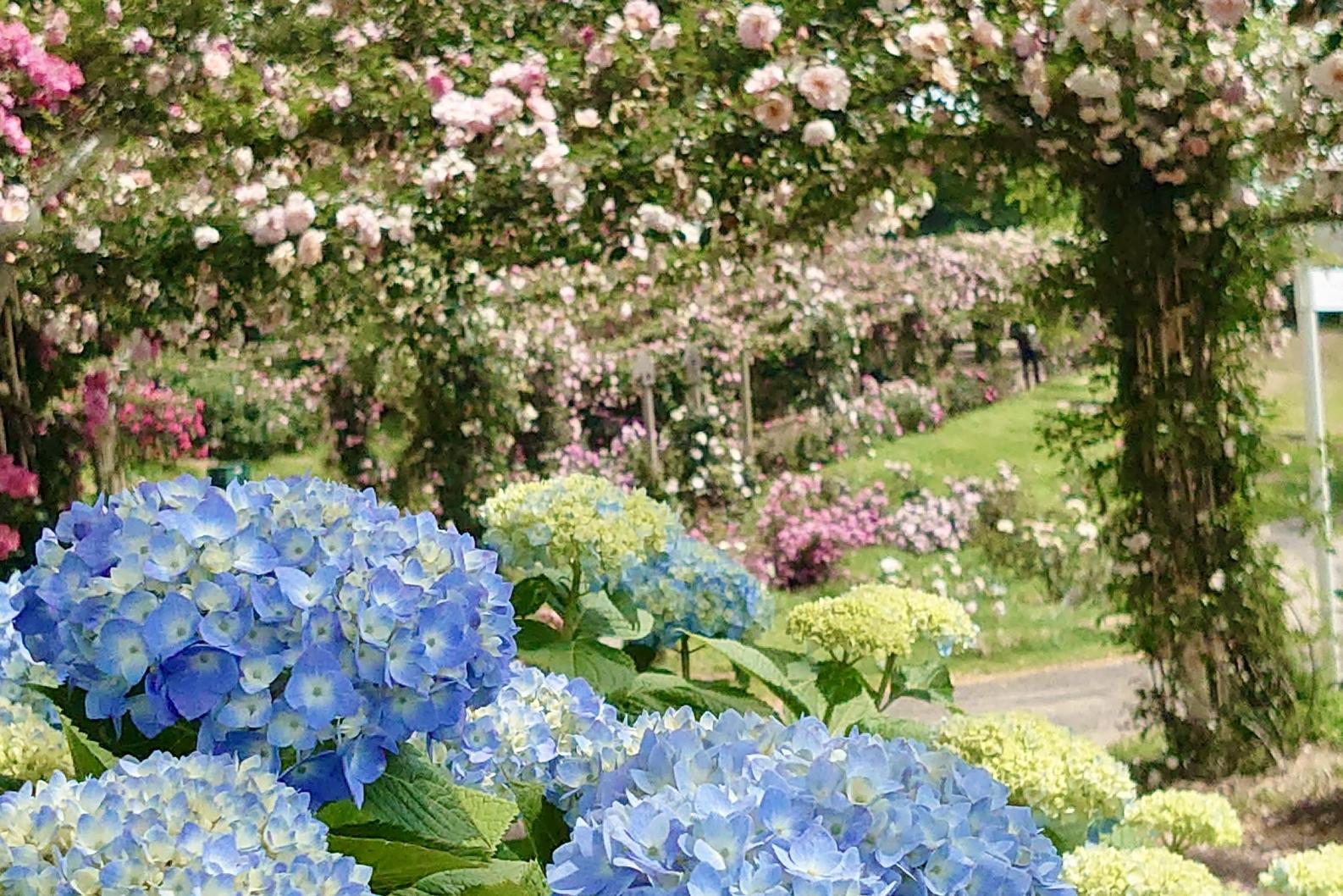 ばら園で見れる紫陽花⁈-0