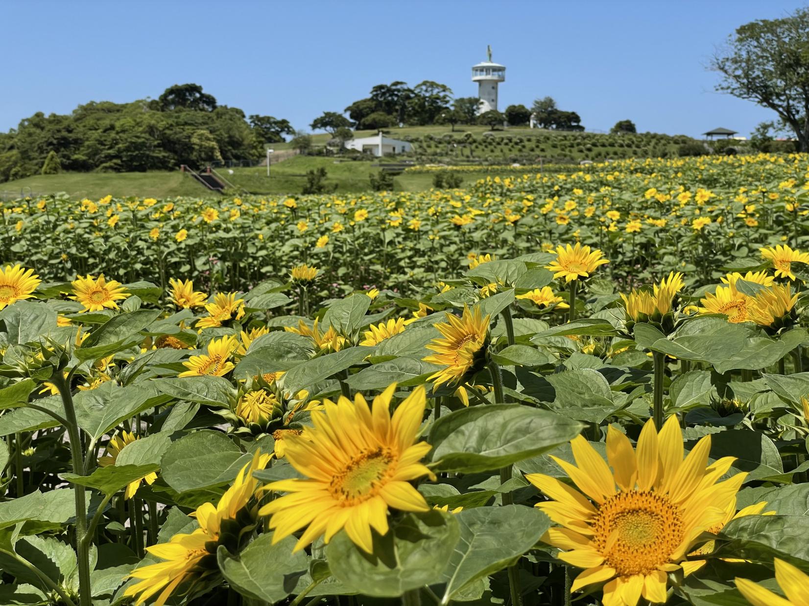 夏の向日葵-2