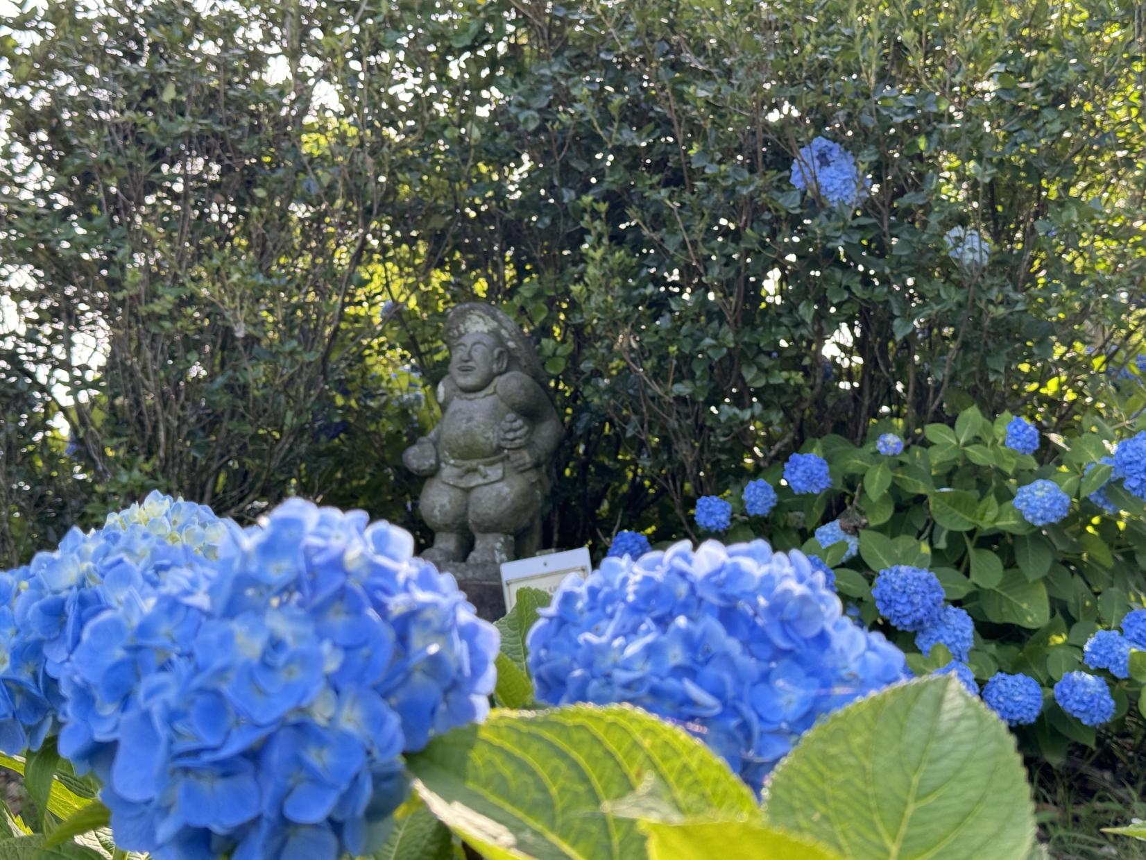 初夏の紫陽花-1