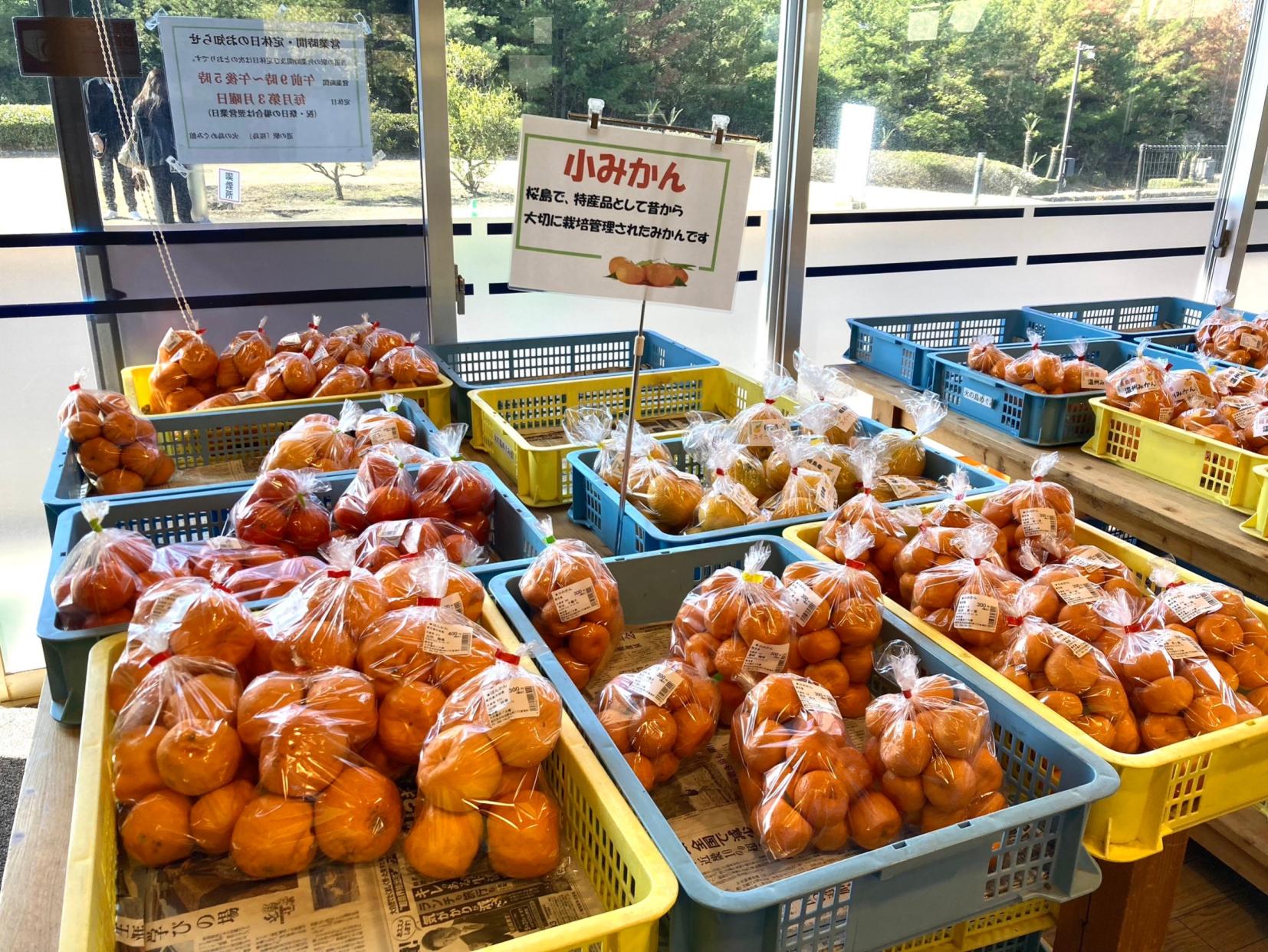 桜島小みかん-1