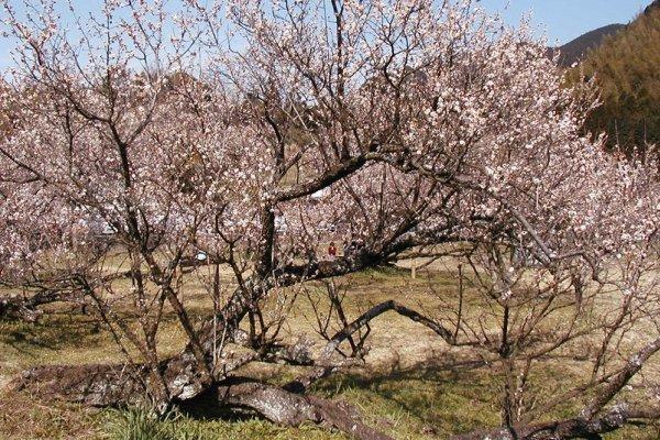 梅の季節は甘い香りが漂います-0