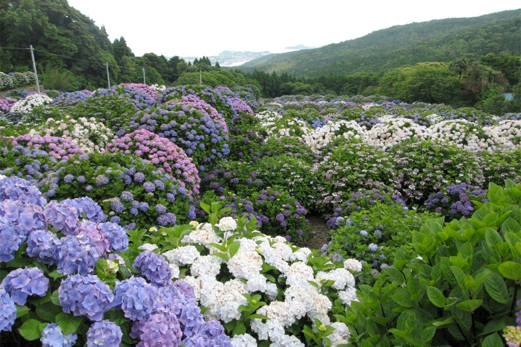 笠山観光農園