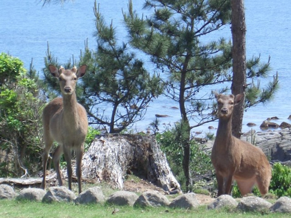 阿久根大島・キャンプ場-2