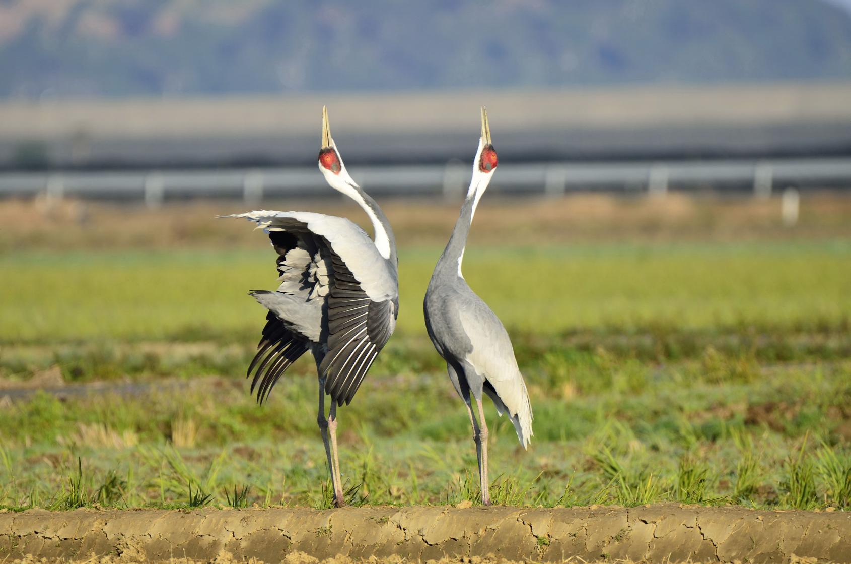 出水市ツル観察センター-3