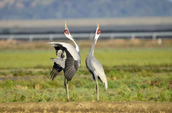 出水市ツル観察センター-3