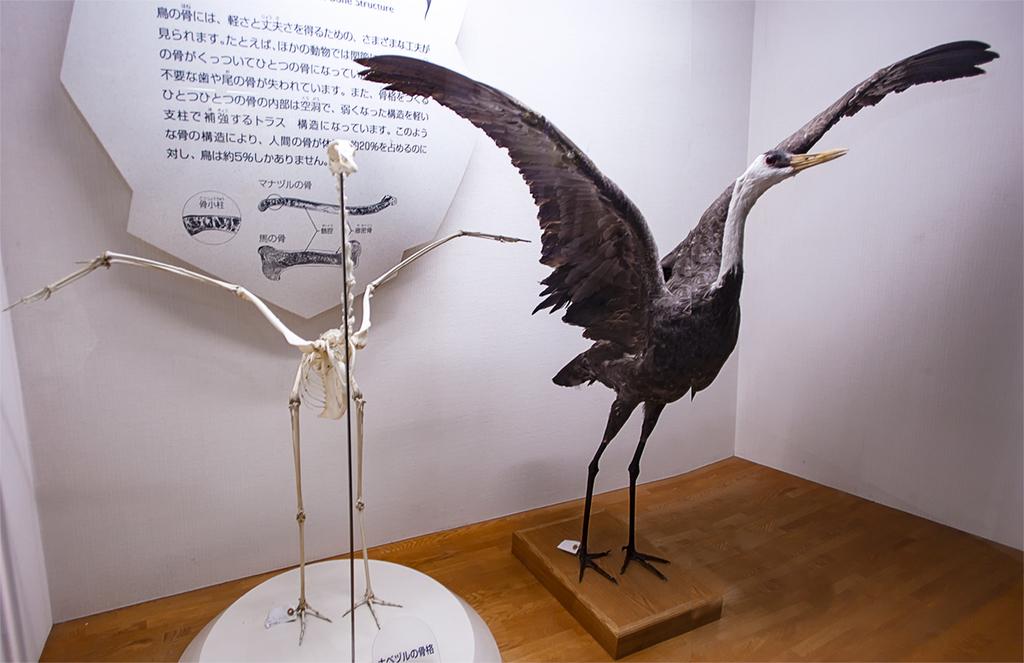 Izumi Crane Museum and Crane Park-4