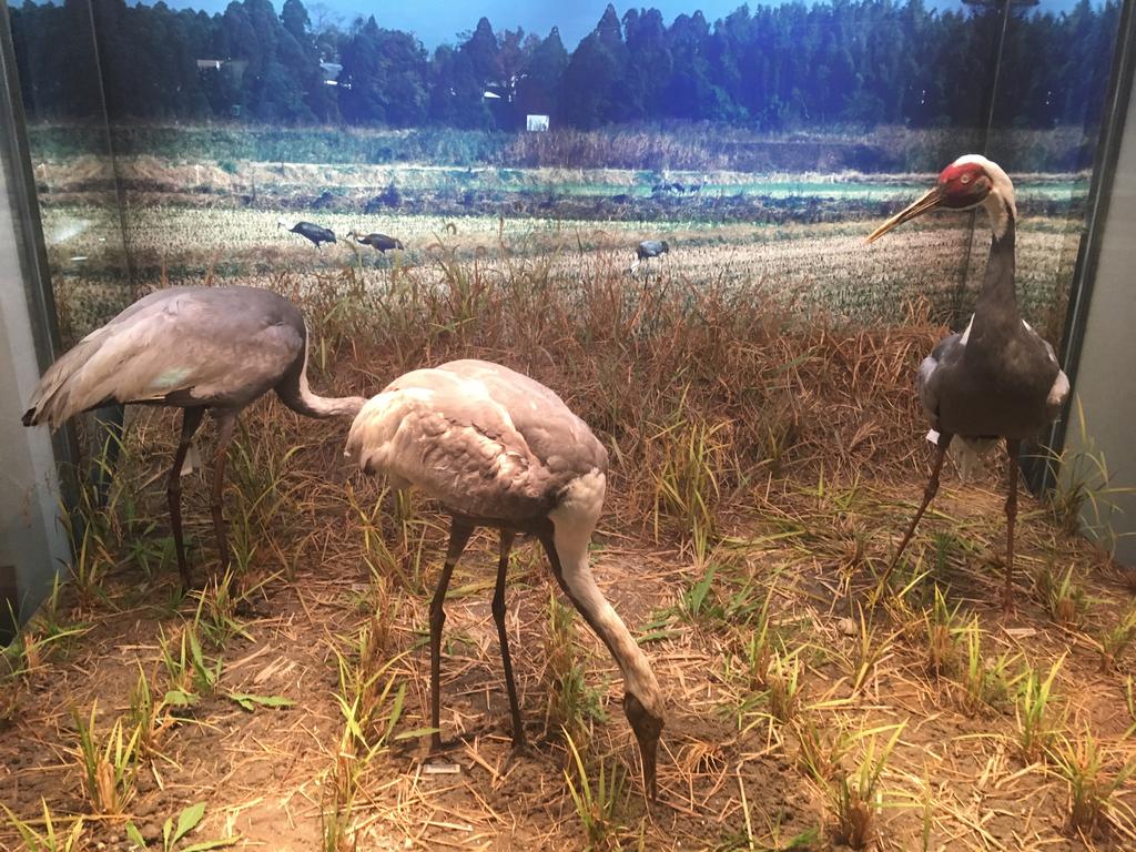 Izumi Crane Museum and Crane Park-2