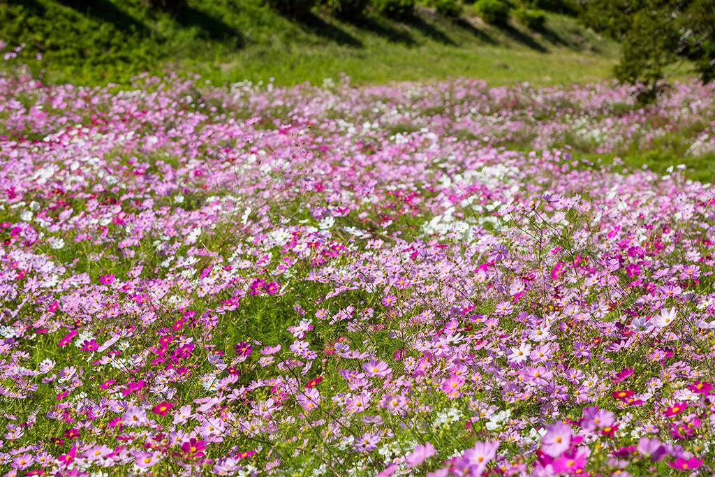 Uwaba-kogen Highlands（Cosmos garden）-1