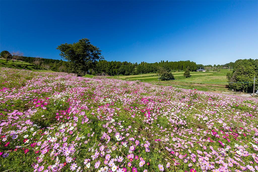  上場高原 