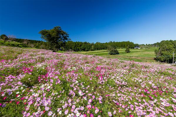 Uwaba-kogen Highlands（Cosmos garden）-0