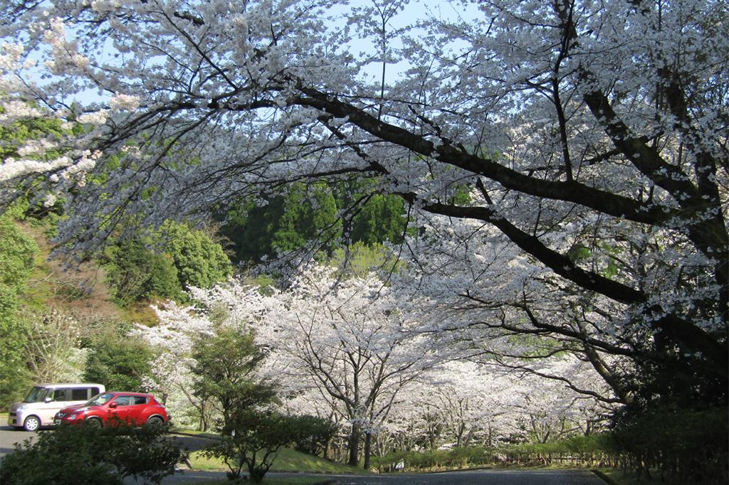 鹿児島県 県民の森-2