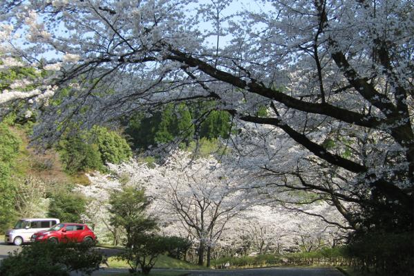 鹿児島県 県民の森-2