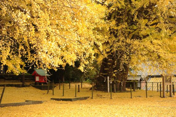 The Husband and Wife Maidenhair (Gingko) Trees of Fukuyama Town-0
