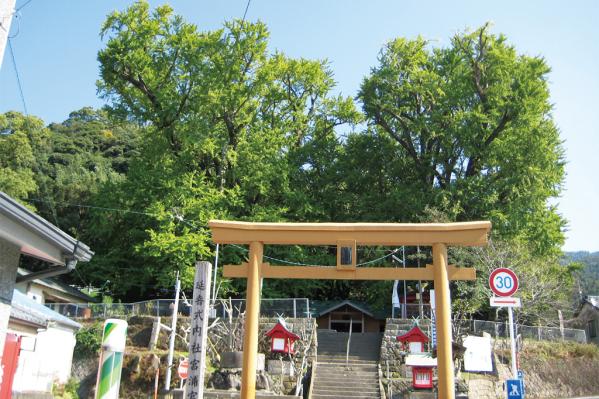 The Husband and Wife Maidenhair (Gingko) Trees of Fukuyama Town-3