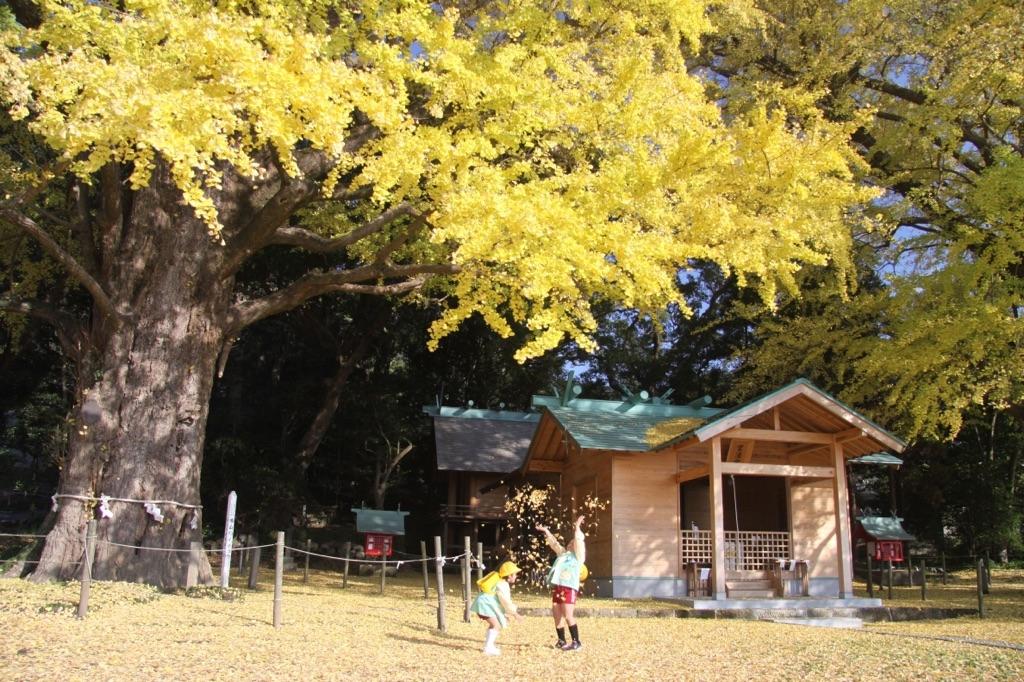 The Husband and Wife Maidenhair (Gingko) Trees of Fukuyama Town-1