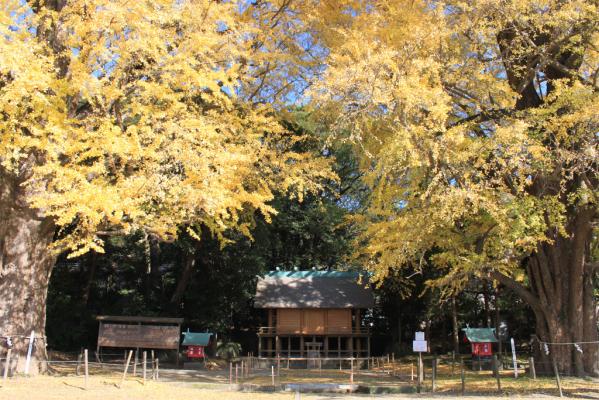 The Husband and Wife Maidenhair (Gingko) Trees of Fukuyama Town-1