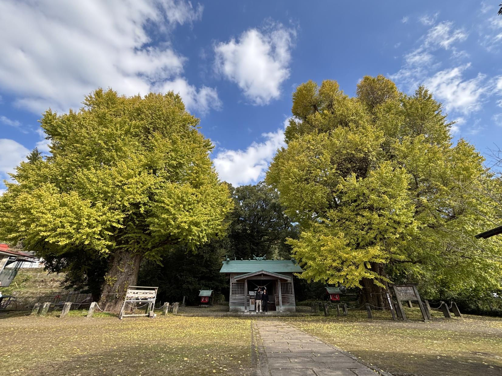 The Husband and Wife Maidenhair (Gingko) Trees of Fukuyama Town-1