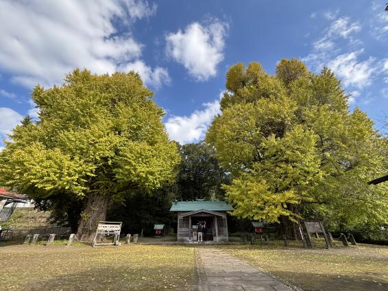The Husband and Wife Maidenhair (Gingko) Trees of Fukuyama Town-1