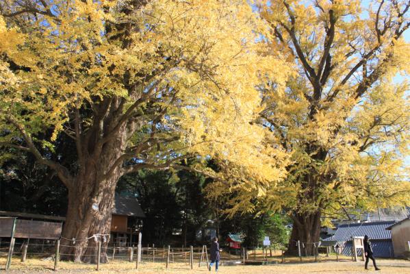 The Husband and Wife Maidenhair (Gingko) Trees of Fukuyama Town-2