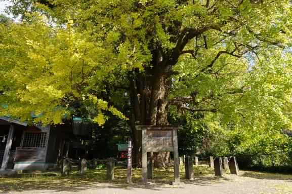 The Husband and Wife Maidenhair (Gingko) Trees of Fukuyama Town-9