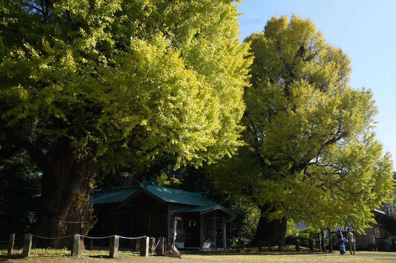 The Husband and Wife Maidenhair (Gingko) Trees of Fukuyama Town-2