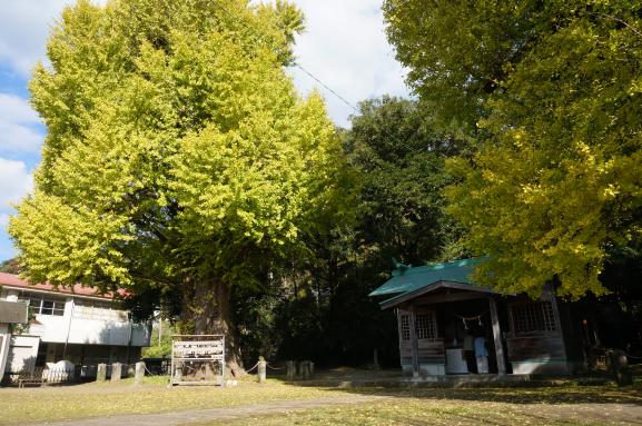 The Husband and Wife Maidenhair (Gingko) Trees of Fukuyama Town-7