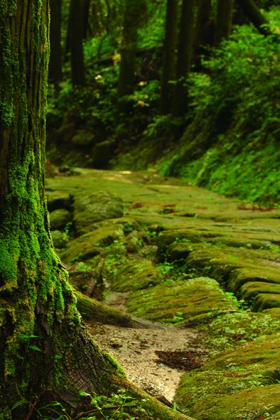 Tatsumonji Zaka (Tatsumonji Slope)-3